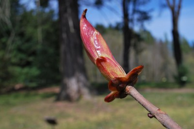 Aesculus turbinata - jírovec japonský - pupen s pryskyřičným obalem