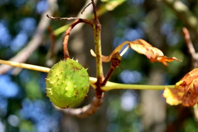 podzim