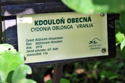 kdoulone