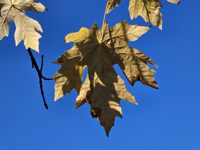 Acer macrophyllum - javor velkolistý - podzm
