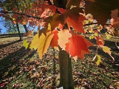 Acer rubrum ´Red Sunset´ - javor červený - podzim