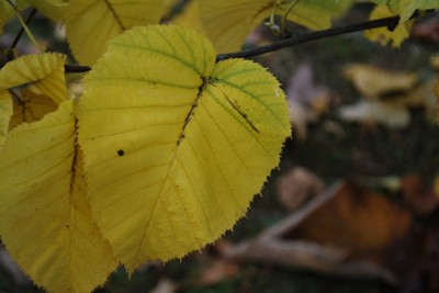 Betula maximowicziana - bříza Maximowičova - podzim