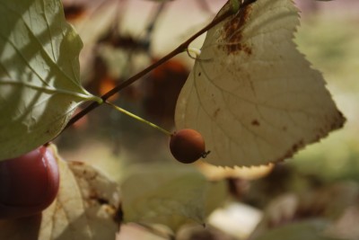 Celtis occidentalis - břestovec západní - plod  