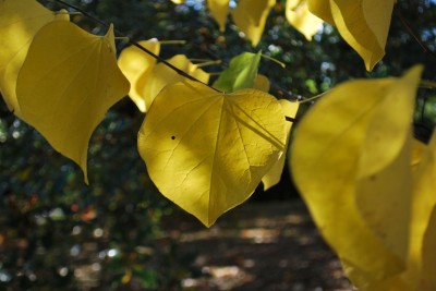Cercis canadensis ´Pauline Lily´ - zmarilka kanadská  podzim