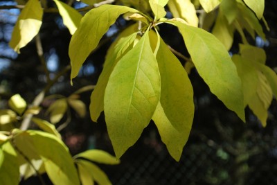 Chionanthus virginicus - bělas viržinský