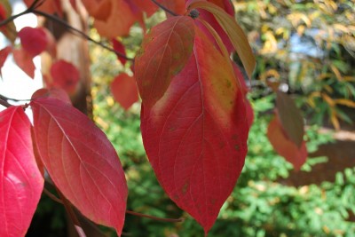 Cornus nuttallii - dřín Nuttalův - podzim