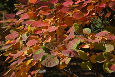 Cotinus coggygria ´Golden Spirit´ - ruj vlasatá - podzim