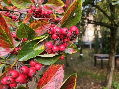 Crataegus crus-galli - hloh kuří noha