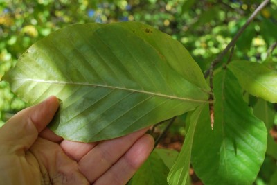 Fagus × taurica - buk taurský (kříženec F. orientalis × F. sylvatica)