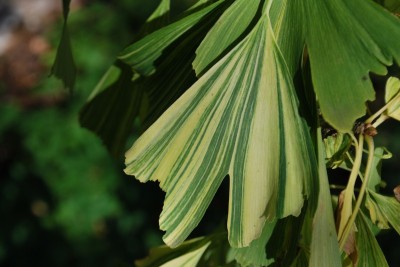 Ginkgo biloba ´Californian Sunset´ - jinan dvoulaločný