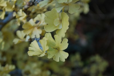 Ginkgo biloba ´Troll´ - jinan dvoulaločný - podzim