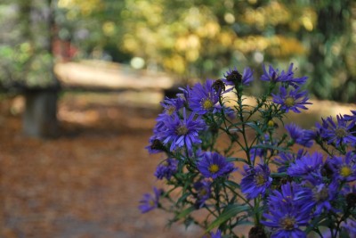 Horní park - astřička