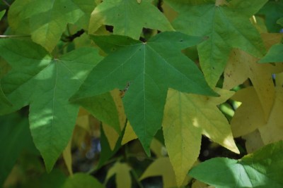 Liquidambar styraciflua - ambroň západní