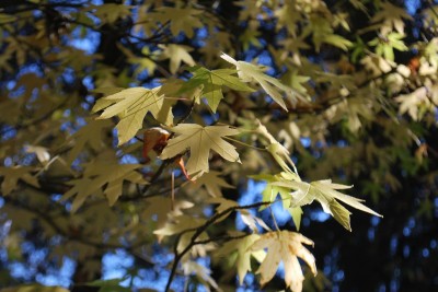 Liquidambar styraciflua ´Worplesdon´ - ambroň západní - podzim 