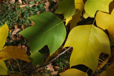 Liriodendron ´Chapel Hill´ - liliovník (kříž. čínský × tulipánokvětý)