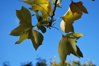 Liriodendron tulipifera ´Crispum´ - liliovník tulipánokvětý - podzim