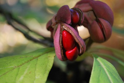 Magnolia × soulangeana ´Lennei´ - šácholan Soulangeův - plodenství   