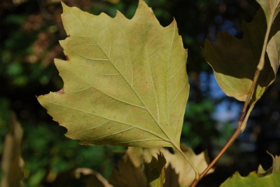 Platanus occidentalis - platan západní