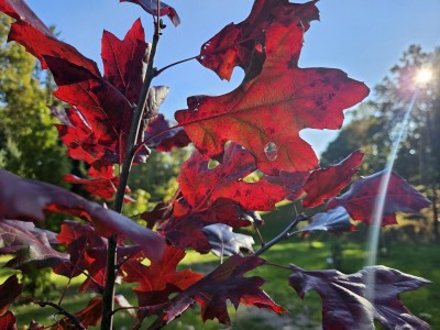Quercus acerifolia - dub javorolistý - podzim     