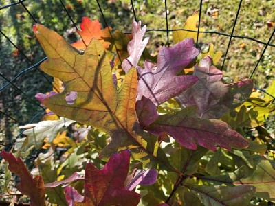 Quercus alba - dub bílý - podzim