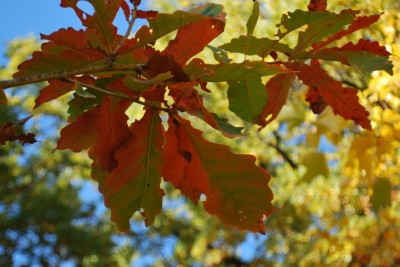 Quercus aliena - dub aliena - podzim