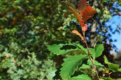 Quercus prinus - dub košíčkatý - podzim 