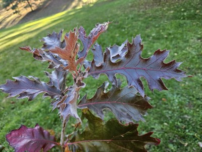 Quercus velutina - dub sametový - podzim 