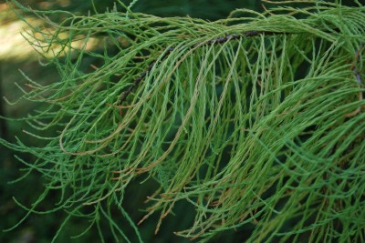 Taxodium ascendens - tisovec vystoupavý - podzim