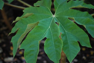 Tetrapanax papyrifer ´Rex´ - aralia papírodárná