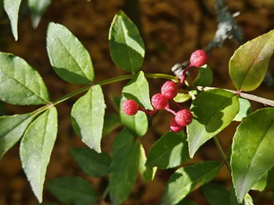 Zanthoxylum simulans - žlutodřev čínský