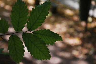 Zelkova carpinifolia - zelkova habrolistá