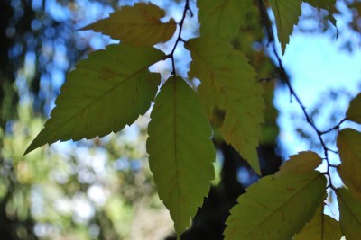 Zelkova serrata - zelkova ostrolistá - podzim