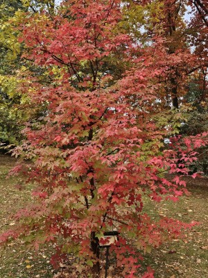 Acer griseum - javor šedý - podzim 