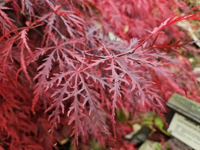 Acer palmatum ´Dissectum Atropurpureum´ - javor dlanitolistý - podzim