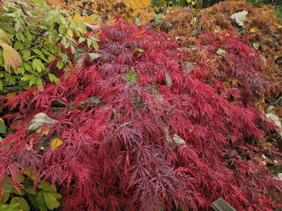 Acer palmatum ´Dissectum Atropurpureum´ - javor dlanitolistý - podzim 