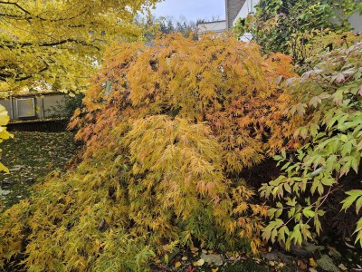 Acer palmatum ´Dissectum´ - javor dlanitolistý  - podzim