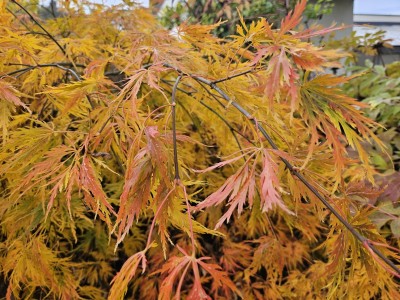 Acer palmatum ´Dissectum´ - javor dlanitolistý  - podzim 