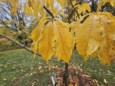 Aesculus flava - jírovec žlutý - podzim