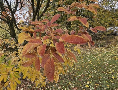 Fraxinus ornus - jasan manový (zimnář) - podzim 
