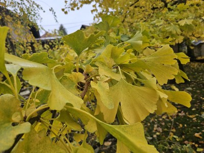 Ginkgo biloba ´Pragensis´- jinan dvoulaločný - podzim  