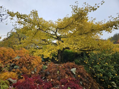 Ginkgo biloba ´Pragensis´- jinan dvoulaločný - podzim   