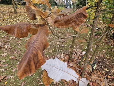 Magnolia macrophylla subsp. ashei - šácholan velkolistý Asheův - líc a rub listu - podzim