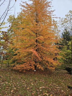 Nyssa sylvatica - tupela lesní - podzim