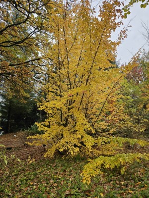 Parrotia persica - parocie perská -  podzim