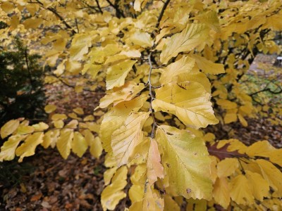 Parrotia persica - parocie perská - podzim 