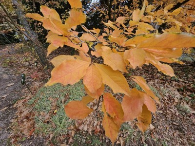 Photinia parvifolia - blýskalka drobnokvětá - podzim