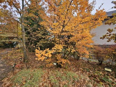 Photinia parvifolia - blýskalka drobnokvětá - podzim 