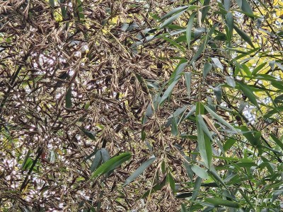 Phyllostachys humilis - bambus