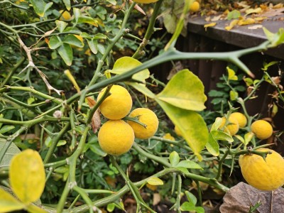 Poncirus trifoliata - citronečník trojlistý - plody 