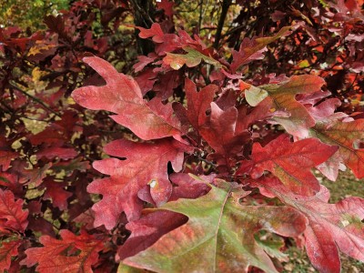 Quercus × bimundorum ´Crimschmidt´ - kříženec dubu bílého a letního - podzim 